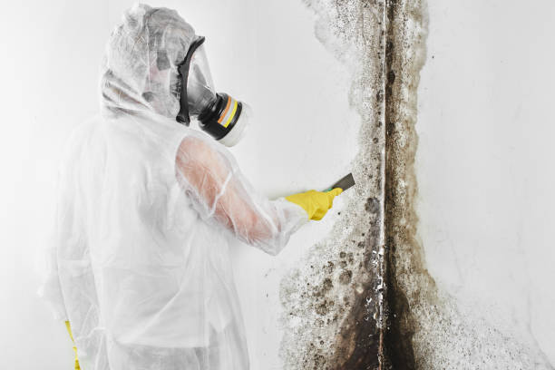 Why You Should Choose Our Mold Remediation Services in Central, TN